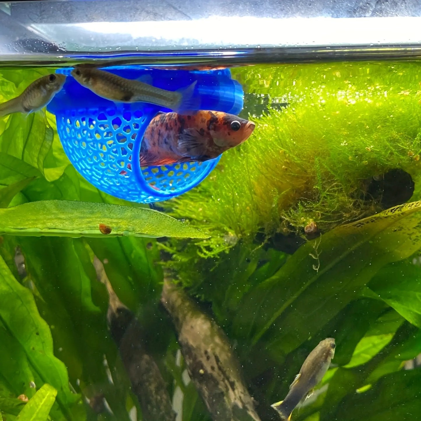 Aquatic Habitat for Betta, Peacock, and Goldfish - Floating Fish Shelter with Arch Entrance, Decorative Mini Aquarium for Small Tanks, Effortless Cleaning, No Power Needed