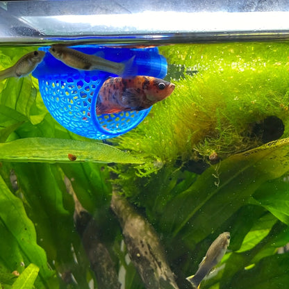Aquatic Habitat for Betta, Peacock, and Goldfish - Floating Fish Shelter with Arch Entrance, Decorative Mini Aquarium for Small Tanks, Effortless Cleaning, No Power Needed