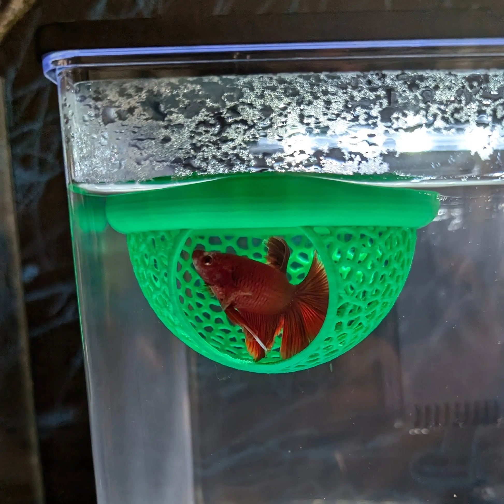 Aquatic Habitat for Betta, Peacock, and Goldfish - Floating Fish Shelter with Arch Entrance, Decorative Mini Aquarium for Small Tanks, Effortless Cleaning, No Power Needed