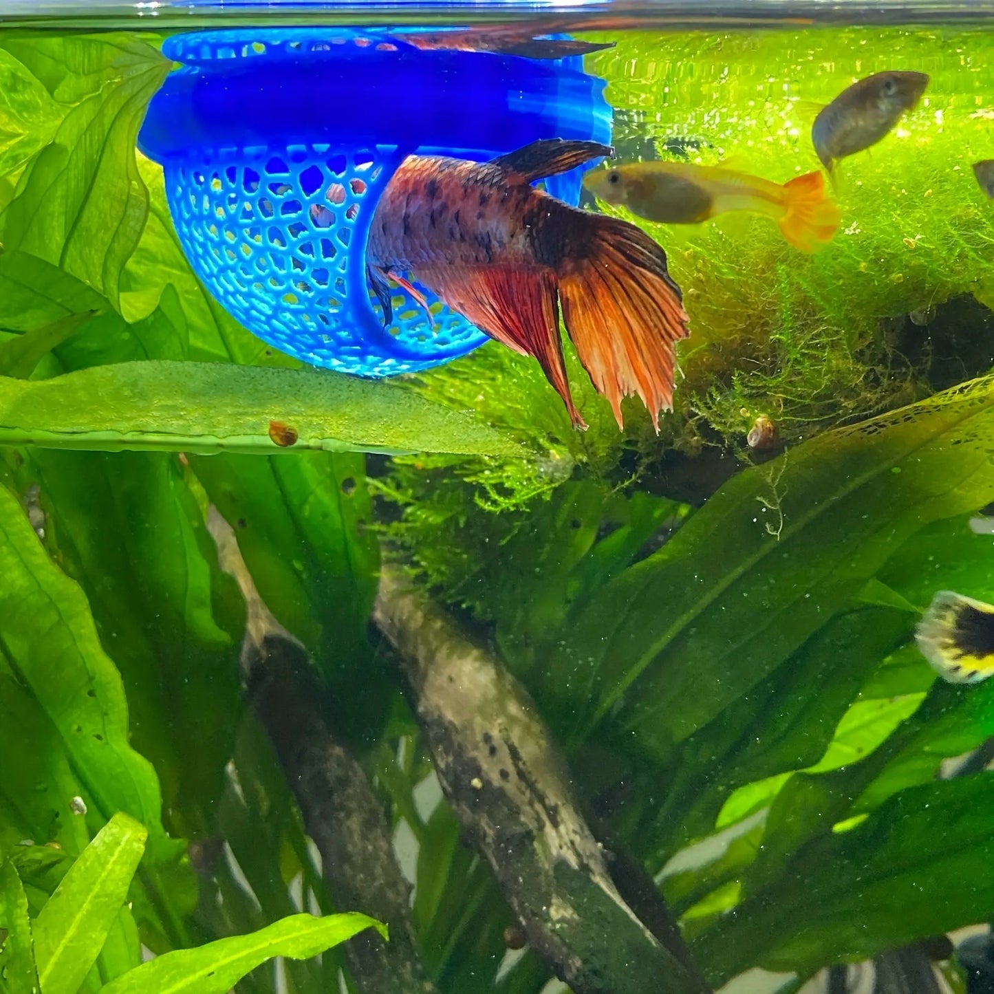 Aquatic Habitat for Betta, Peacock, and Goldfish - Floating Fish Shelter with Arch Entrance, Decorative Mini Aquarium for Small Tanks, Effortless Cleaning, No Power Needed