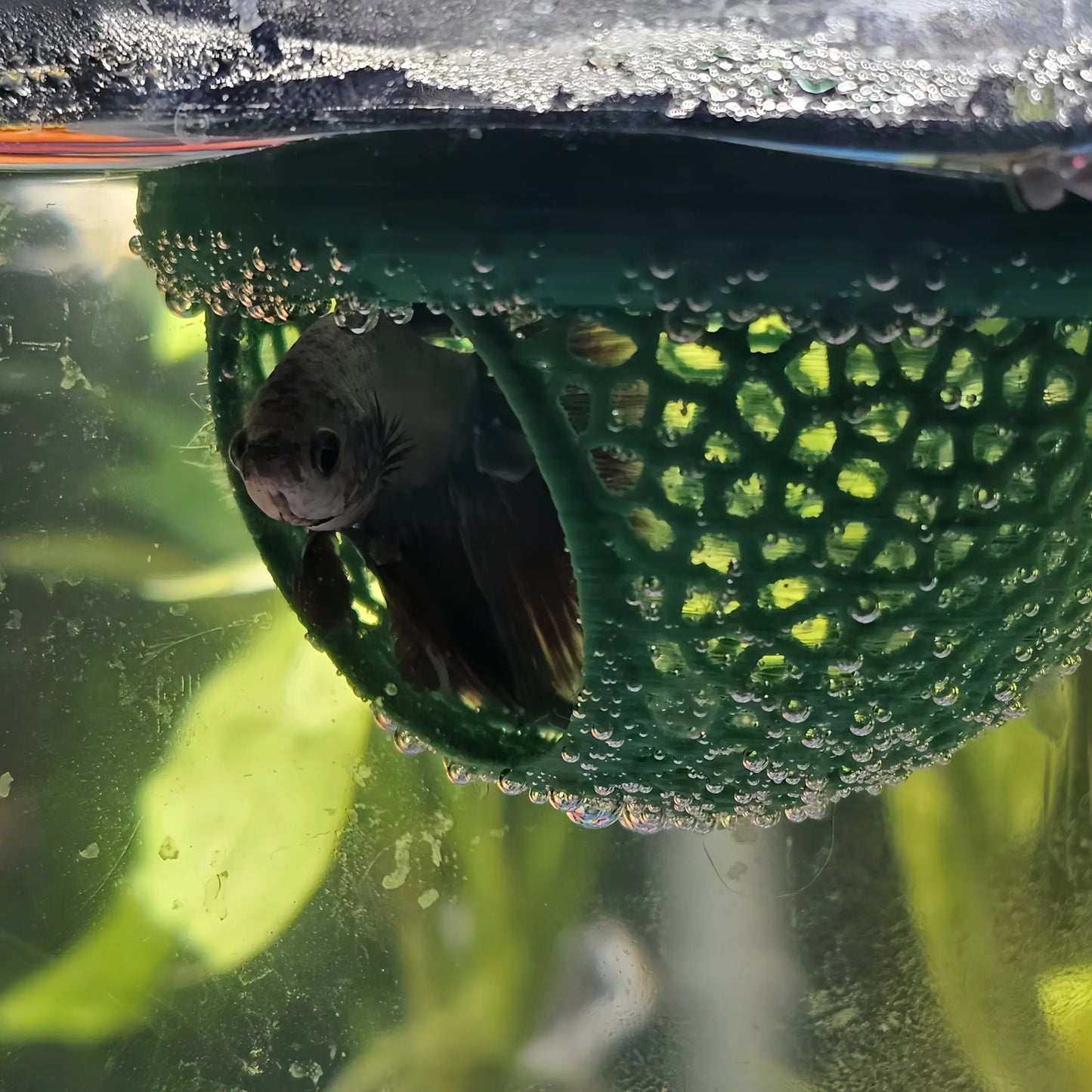 Aquatic Habitat for Betta, Peacock, and Goldfish - Floating Fish Shelter with Arch Entrance, Decorative Mini Aquarium for Small Tanks, Effortless Cleaning, No Power Needed
